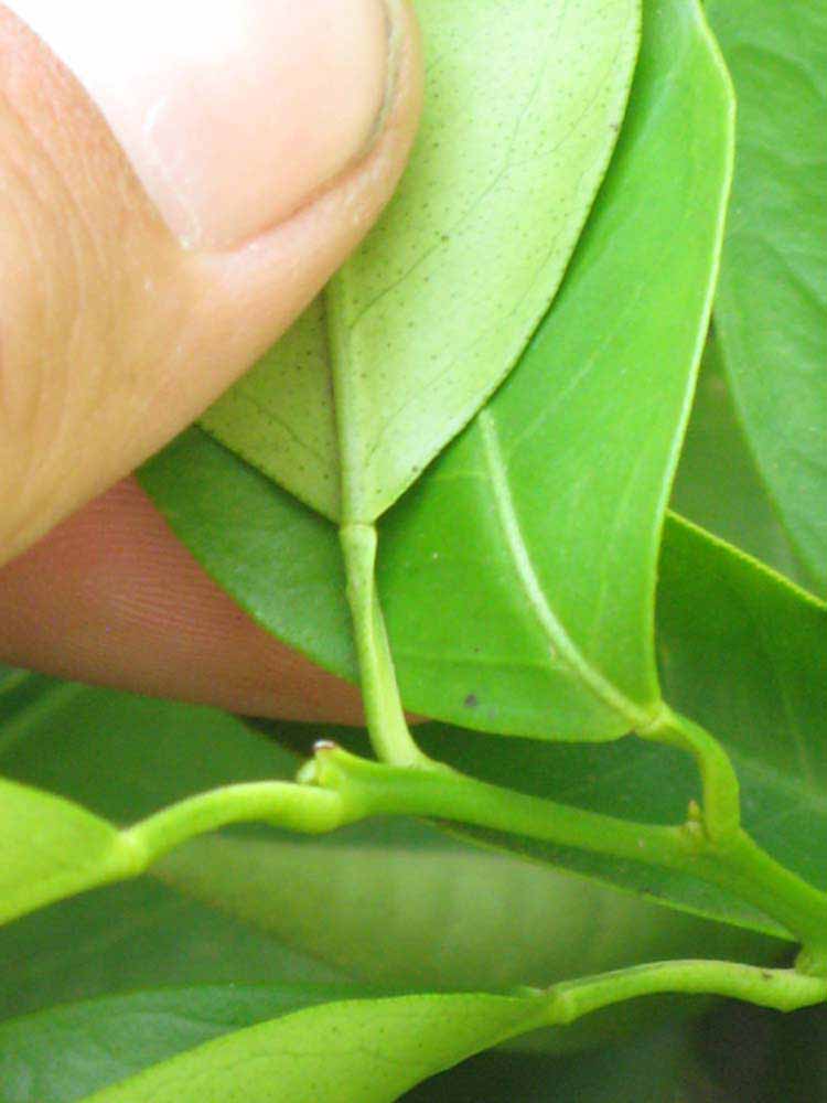              Petiole (Riverside, CA)       